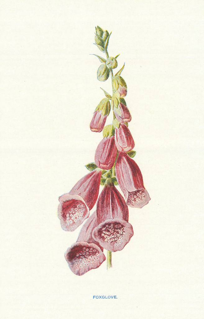 Foxglove. Wild Flowers by Frederick Edward Hulme c1895 old antique print